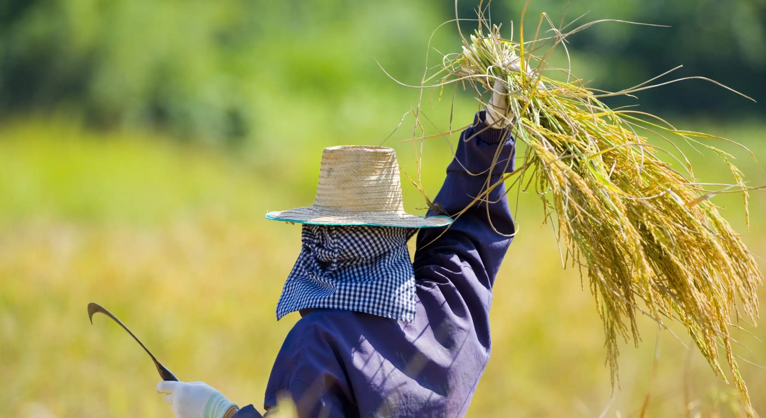 hard working woman cutting rice in the fields