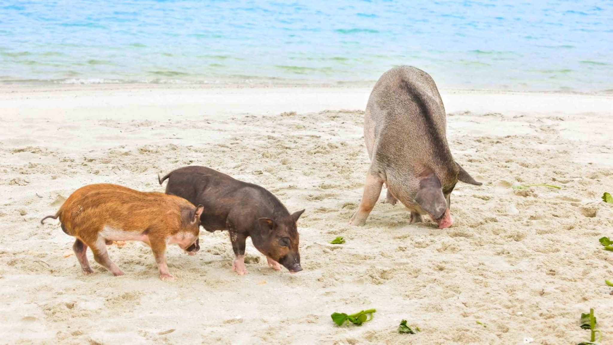 Pig Island and Snorkelling Adventure by Longtail | Tripseed