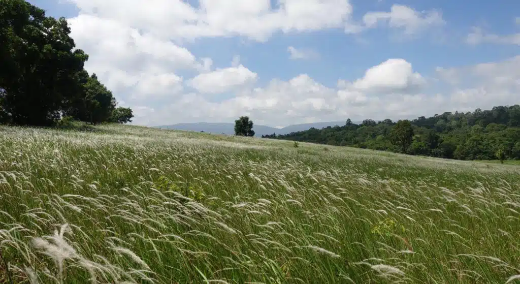 Khao Yai national Park